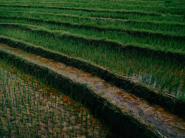 istock Terraced Paddy Fields in Lush Green Landscape 2209543112