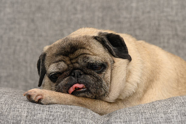 istock Sleepy pug resting on a cozy couch with an adorable expression while licking its nose in a peaceful indoor setting 2209543640