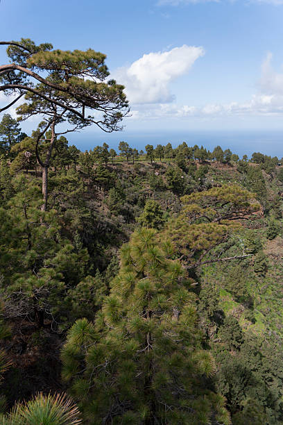 istock La Palma island Canary archipelago Spain 2209543915