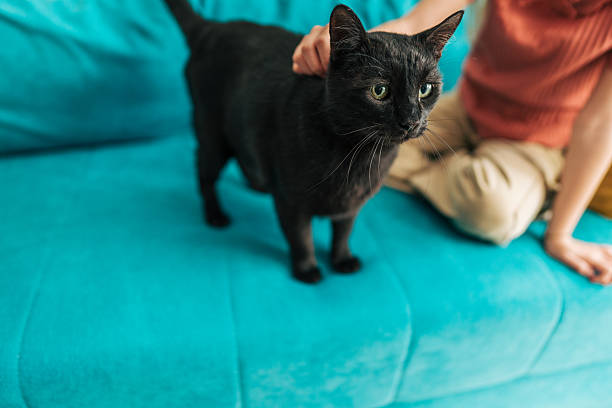 istock Black cat standing on turquoise sofa being petted by child 2209545098