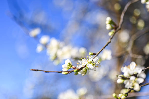Delicate white flowers blooming on a tree branch against a vibrant blue sky, capturing the beauty of springtime
