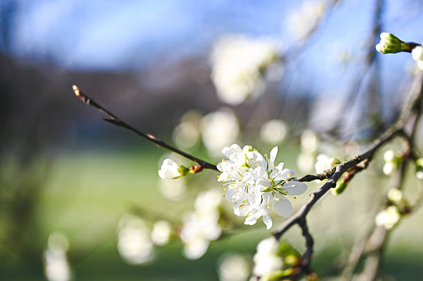 Delicate white flowers blooming on a tree branch, illuminated by warm spring sunlight, evoke feelings of renewal and the beauty of nature