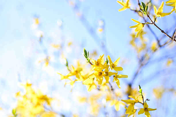 Forsythia flowers blooming on branches against blue sky