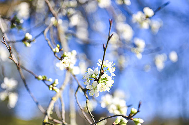 White flowers blooming on branch against blue sky in spring