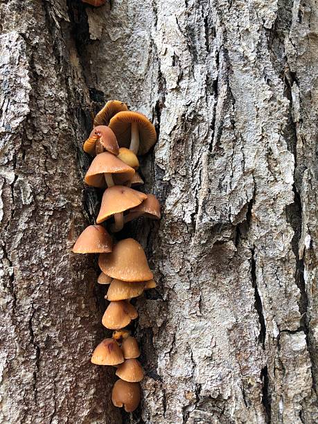 istock Small Brown Mushrooms Growing From Hardwood Tree 2209546722