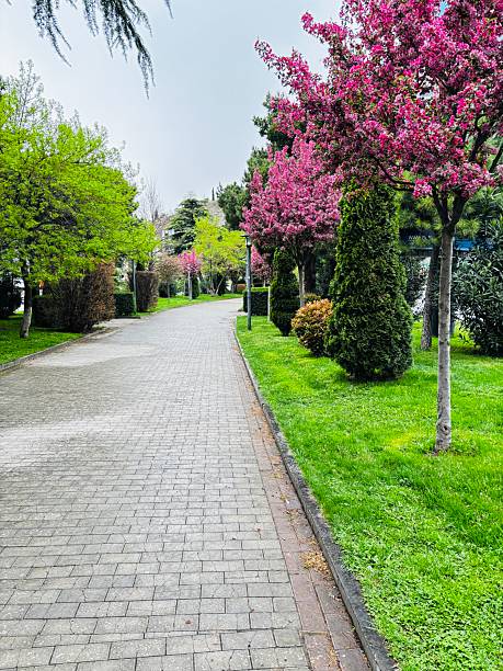 istock Green alley with blossoming apple trees 2209546932
