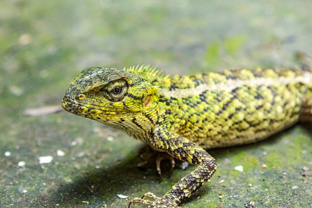 istock garden chameleon on the ground 2209547069