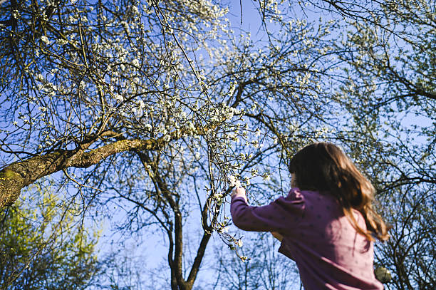 Young girl reaching for blossoming tree branch in spring