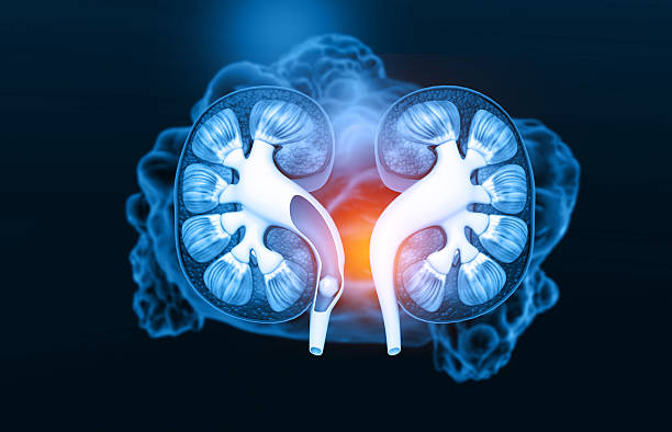 istock Human kidney cross section anatomy 2209547672