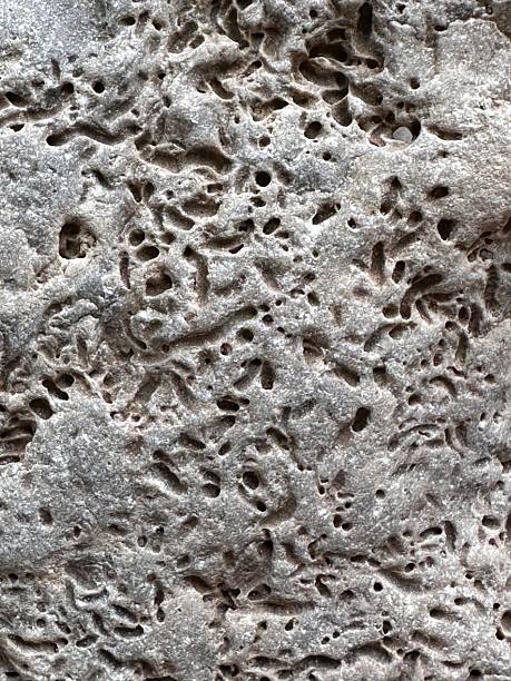 istock Textured Fossil Surface with Natural Porous Patterns in Sedimentary Rock 2209547834