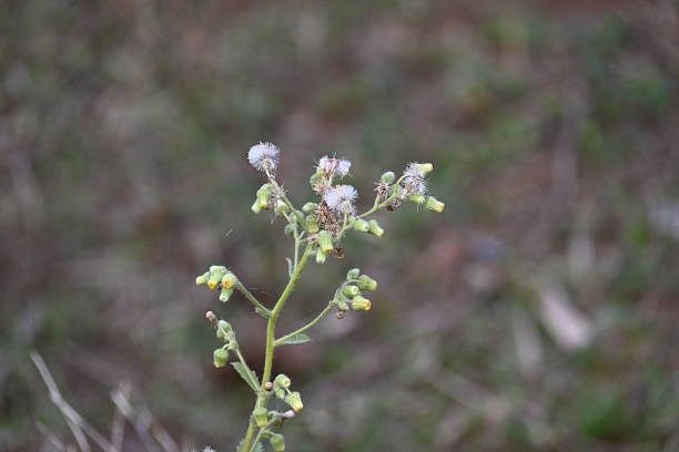 istock Primula veris plant flower. 2209550189