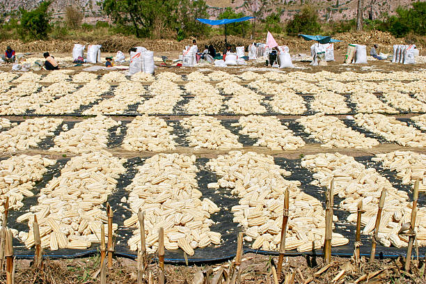 Urubamba Valley, Cusco Region, Peru.  May 30th 2006.  Harvesting corn in a field alongside Route 288 in the Urubamba Valley.  The corn is laid out to dry in the sun then stripped from the cob by hand and put into sacks.
