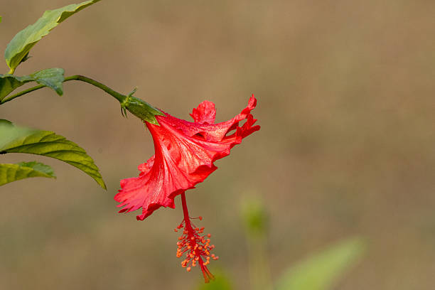 istock single red hibiscus flower flowers on a natural background 2209552832