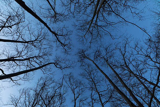 istock Silhouette of bare tree branches against blue sky, bottom view 2209554517