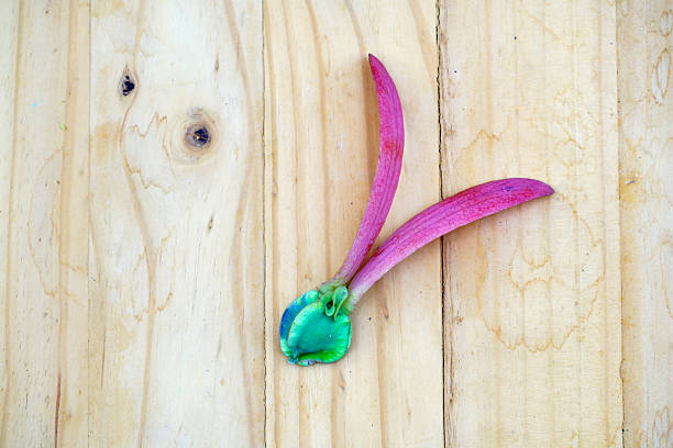 A striking green and pink plant leaf rests elegantly on a light wooden surface. The natural beauty and unique colors create an eye-catching composition.