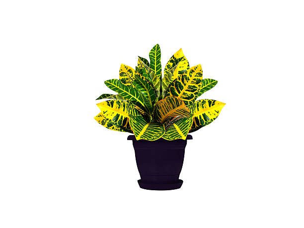 Decorative Hanging Planter with Blooming Yellow and Red Flowers in Focus, with Blurred Background of a Beach and Calm Sea on a Sunny Day.