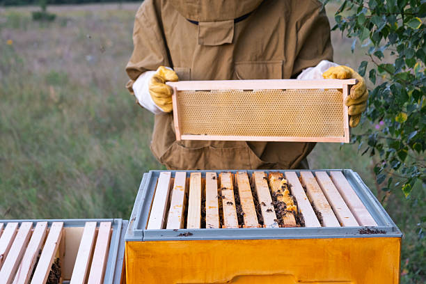 istock A beekeeper, a woman in a protective suit against bee stings, holds a frame with honey from a bee hive in her hands. Beekeeping, care of the hive 2209557014