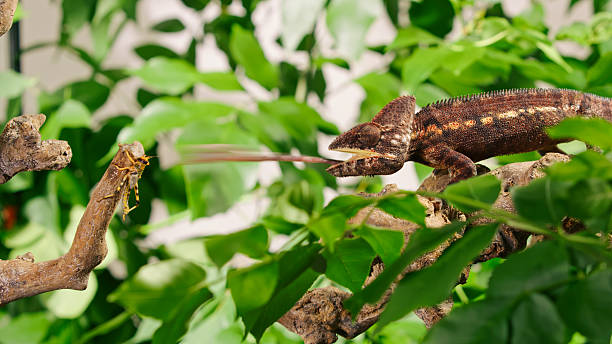 Chameleon stalking butterfly