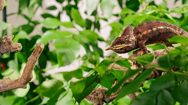 A chameleon with intricate patterns rests on a branch, surrounded by vibrant green leaves in a natural habitat under bright daylight.
