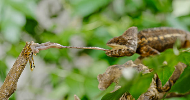 istock Chameleon Feeding on Insect in Lush Green Habitat 2209557222