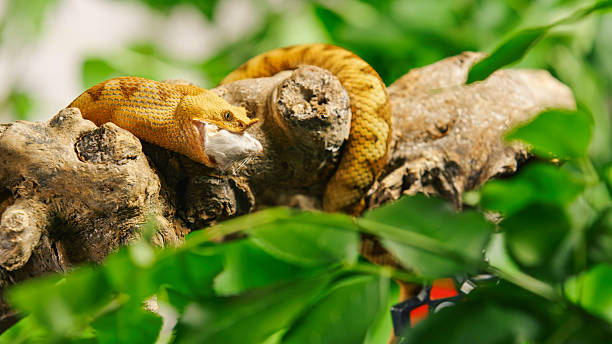 A striking golden eyelash eating a pray, coiled on a mossy tree branch, surrounded by vibrant green leaves, creating a vivid natural scene under bright light.