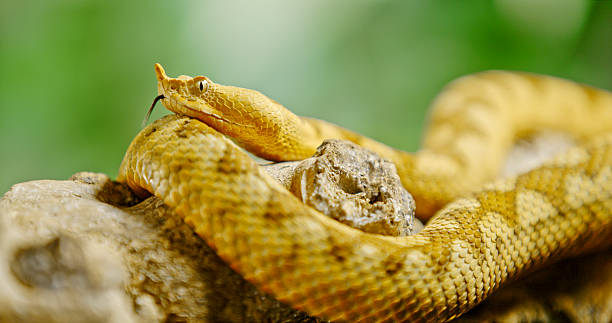 Golden Eyelash Viper Coiled on Tree Branch in Bright Light