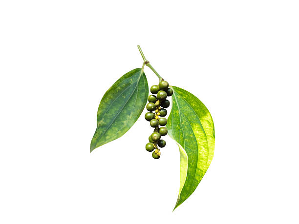 istock Piper nigrum or Black pepper fresh green fruits 2209557438