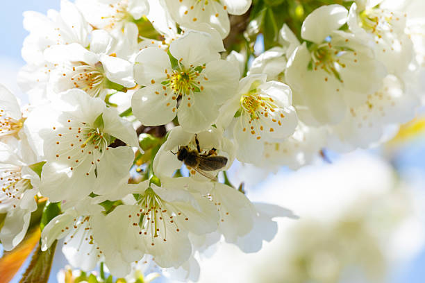 Blossoming branch with flower of cherry tree and a honey bee in spring
