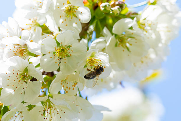 Orchard at spring time. Close up view of honeybee on white flower of sweet cherry tree. Honeybee collecting pollen and nectar to make sweet honey. Small green leaves and white flowers of sweet cherry tree blossoms at spring day in garden.