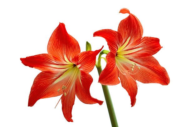 istock two red hippeastrum buds close-up isolated on white background./ 2209562764