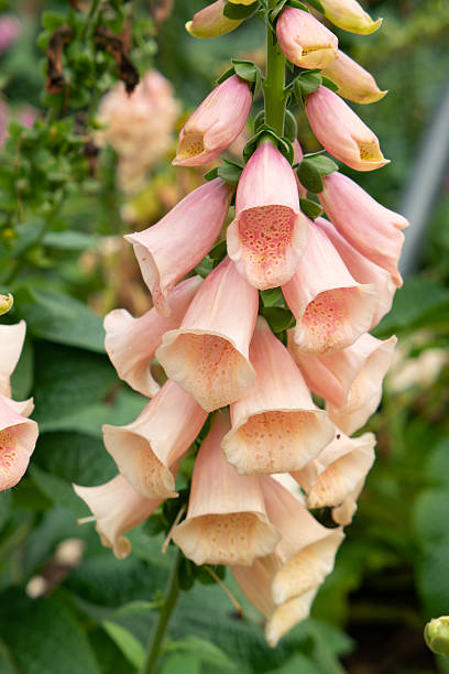 istock beautiful blooming foxglove at vertical composition 2209564850