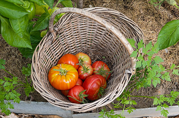istock fresh tomatoes in wicker basket surrounded by garden plants 2209565371
