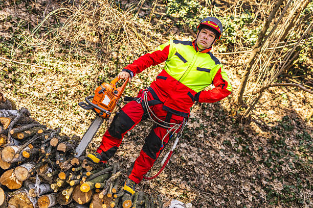Professional Arborist Cutting Tree Equipped with Safety Gear