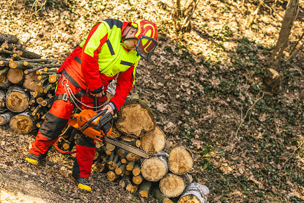 Professional Arborist Cutting Tree Equipped with Safety Gear