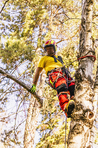 istock Professional Arborist Cutting Tree Equipped with Safety Gear 2209565835