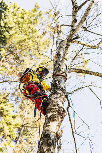 istock Professional Arborist Cutting Tree Equipped with Safety Gear 2209565836