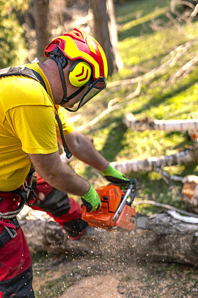 istock Professional Arborist Cutting Tree Equipped with Safety Gear 2209565872