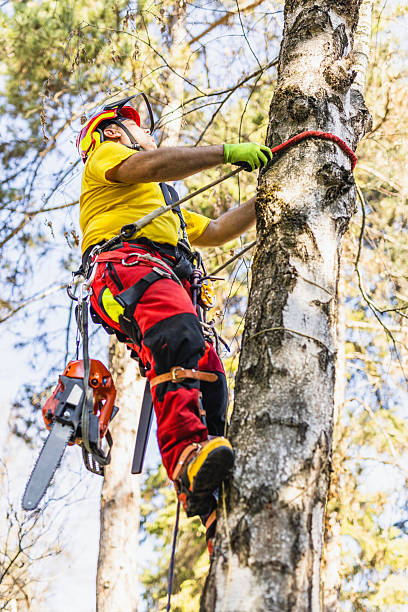istock Professional Arborist Cutting Tree Equipped with Safety Gear 2209565875