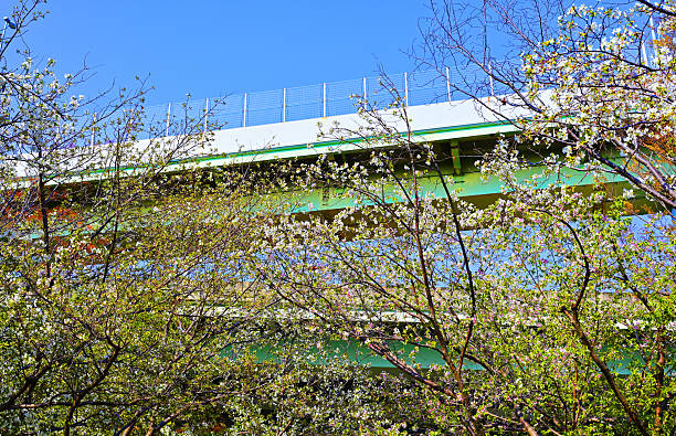 istock Scenery of cherry blossoms and highway 2209565907