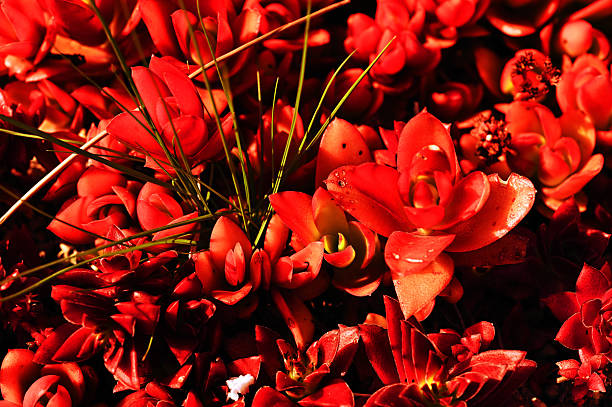 abstraction, background, beautiful, botanic, branch, bright, celebration, christmas, decoration, decorative, exotic, flower, foliage, green, leaf pattern, leaves, light, nature, palm, photo wallpaper, plant, texture, tree, tropical, bloom,