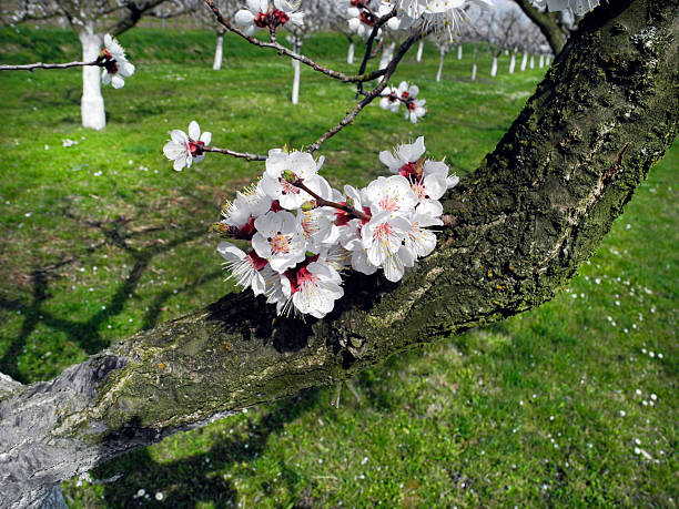 Gravenstein apple orchard overwintering in Sebastopol, Calfornia, in west Sonoma County, Northern California. Sebastopol is famous for Gravenstein apples and enjoys several annual apple celebrations