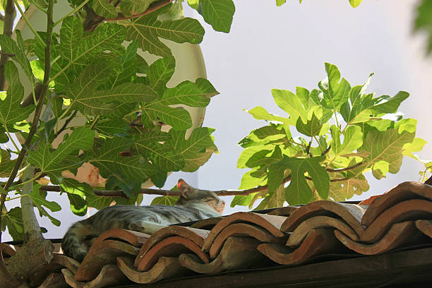 Two eight week old cats rest on a chair, the sun beaming through a window directly behind where the cats are sleeping.