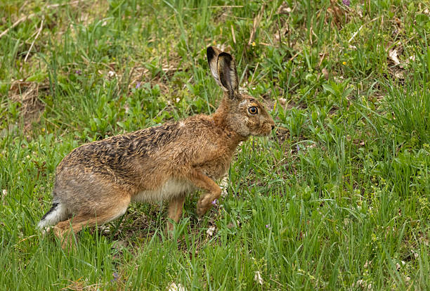 istock Cute European hare (Lepus europaeus) 2209567519