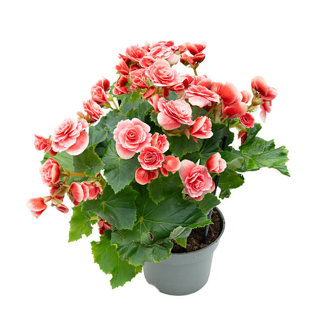 istock Blooming gradient white-red begonia flower 2209567733