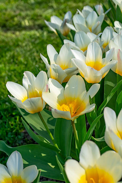 istock Beautiful white-yellow tulips 2209567768