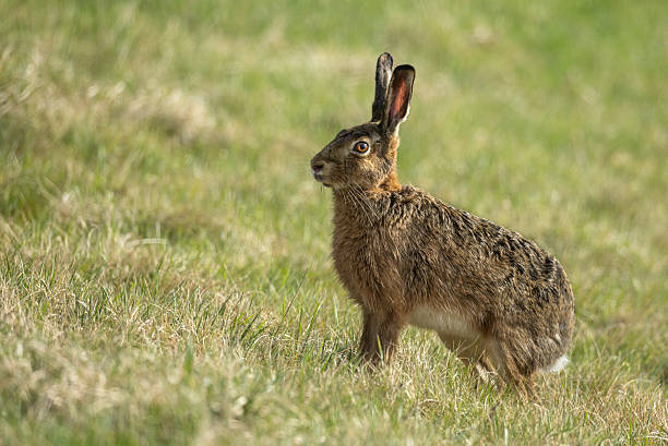 istock Beautiful European hare (Lepus europaeus) 2209567982