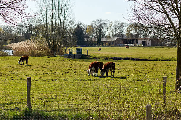Cattle enjoying fresh grass in a vibrant green field near a tranquil river, creating a peaceful countryside scene