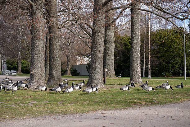 istock Flock of geese grazing on green grass 2209573296