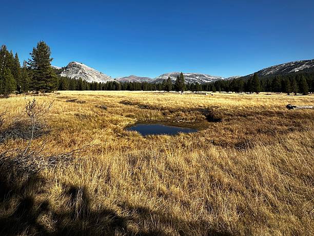 istock View Toward Lembert Dome and Distant Peaks (Yosemite National Park, California, USA) 2209575591