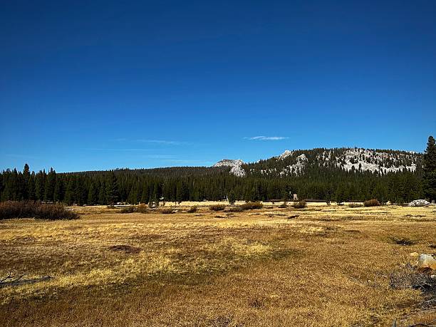 Golden Grasses and Granite Ridge (Yosemite National Park, California, USA)